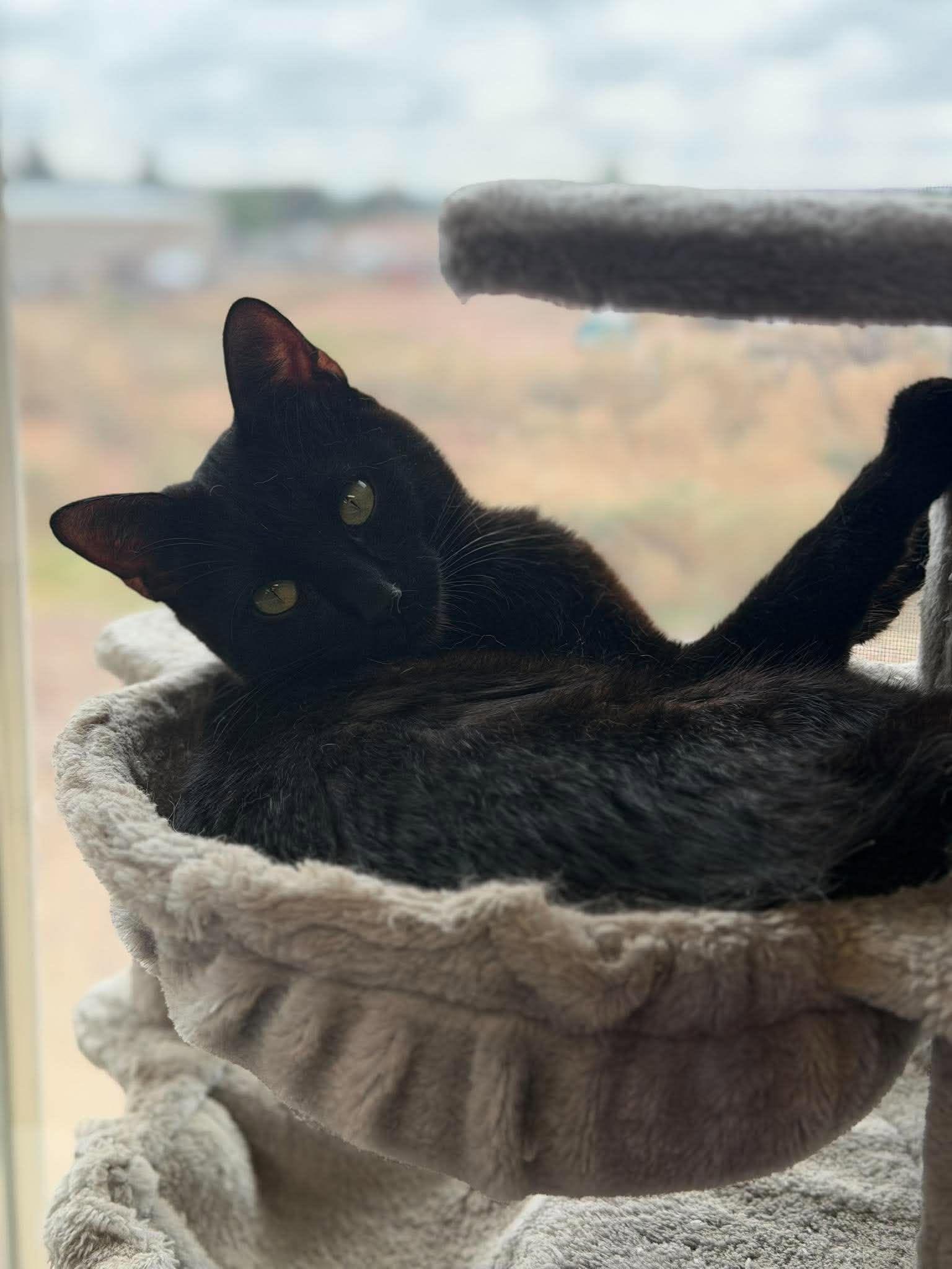 Enlarge Mr. Black, a Adoptable Domestic Short Hair in Roosevelt, UT image 4/4