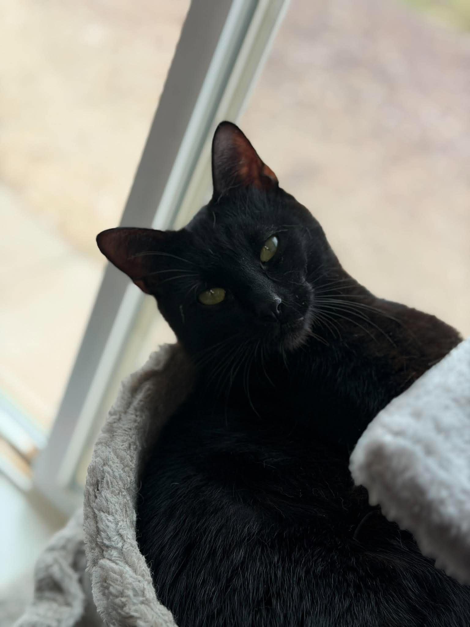 Enlarge Mr. Black, a Adoptable Domestic Short Hair in Roosevelt, UT image 2/4