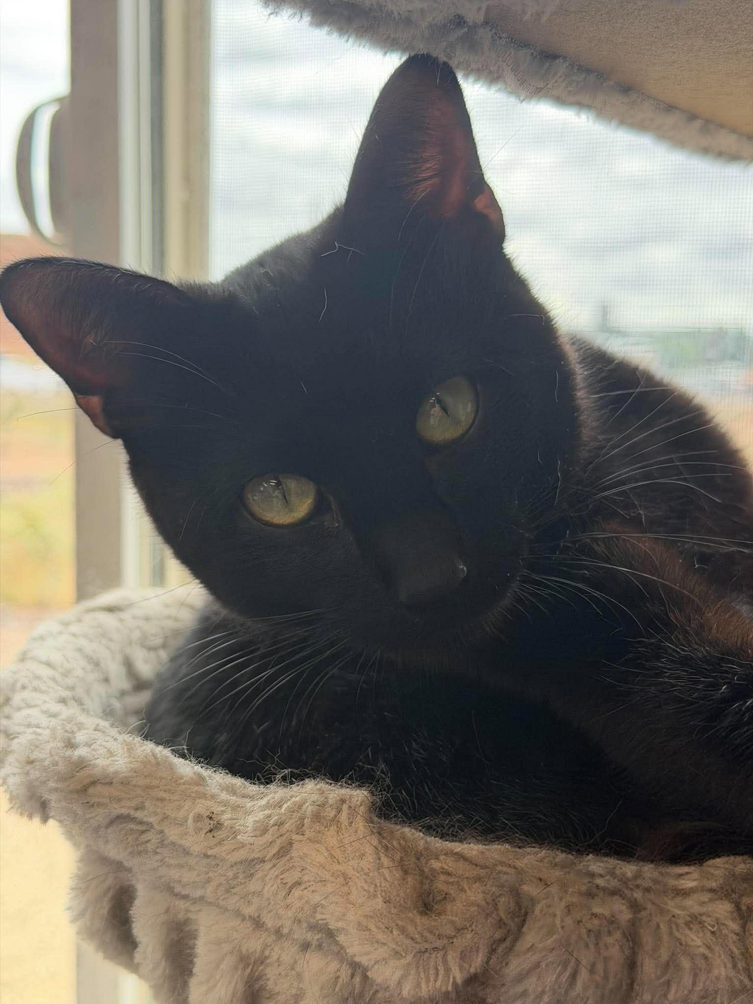 Mr. Black, Adoptable, Adult Male Domestic Short Hair.