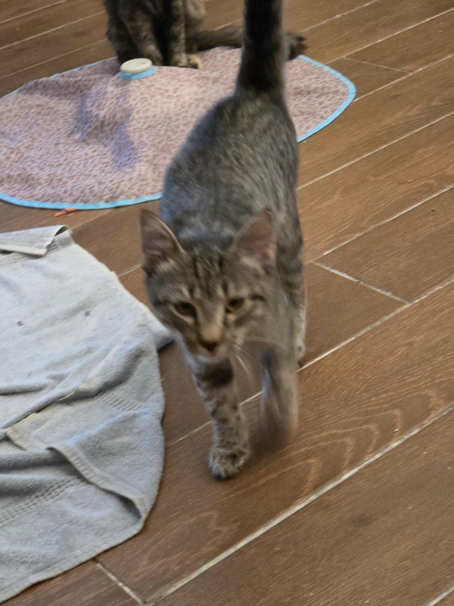 Enlarge Tiger, a Adoptable mixed breed in Fort Worth, TX image 5/5