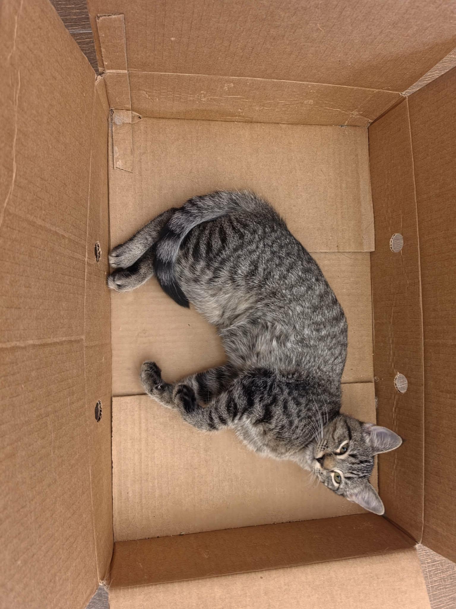 Enlarge Tiger, a Adoptable mixed breed in Fort Worth, TX image 3/5