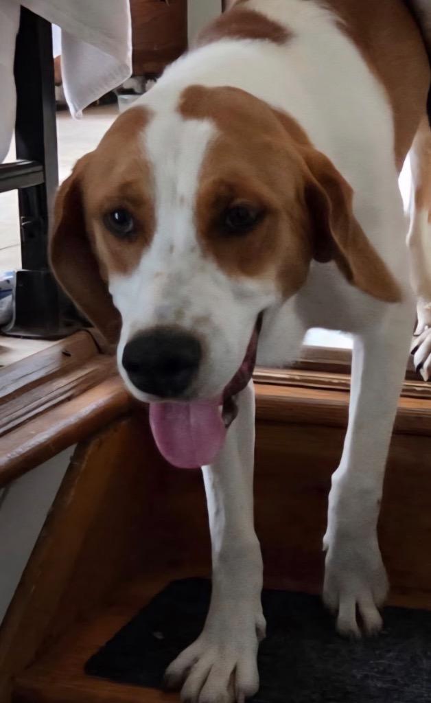Rufus, Adoptable, Young Male Hound.
