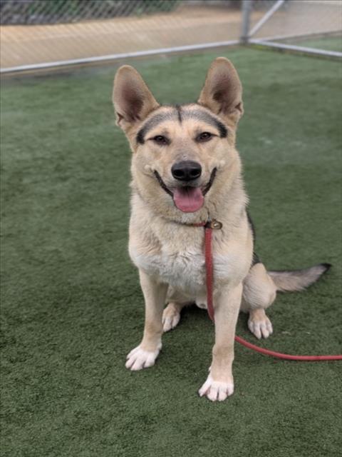 CHULO, Adoptable, Young Male German Shepherd Dog.