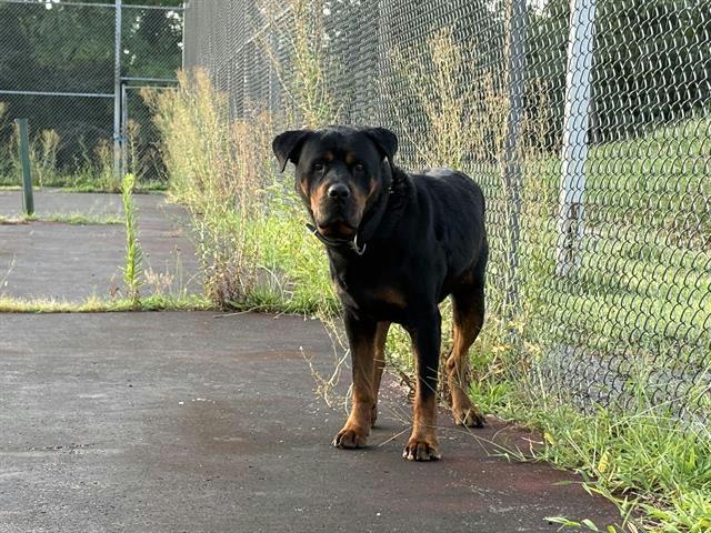 Enlarge Wooky, a Adopted Rottweiler in Lincoln, NE image 1/1