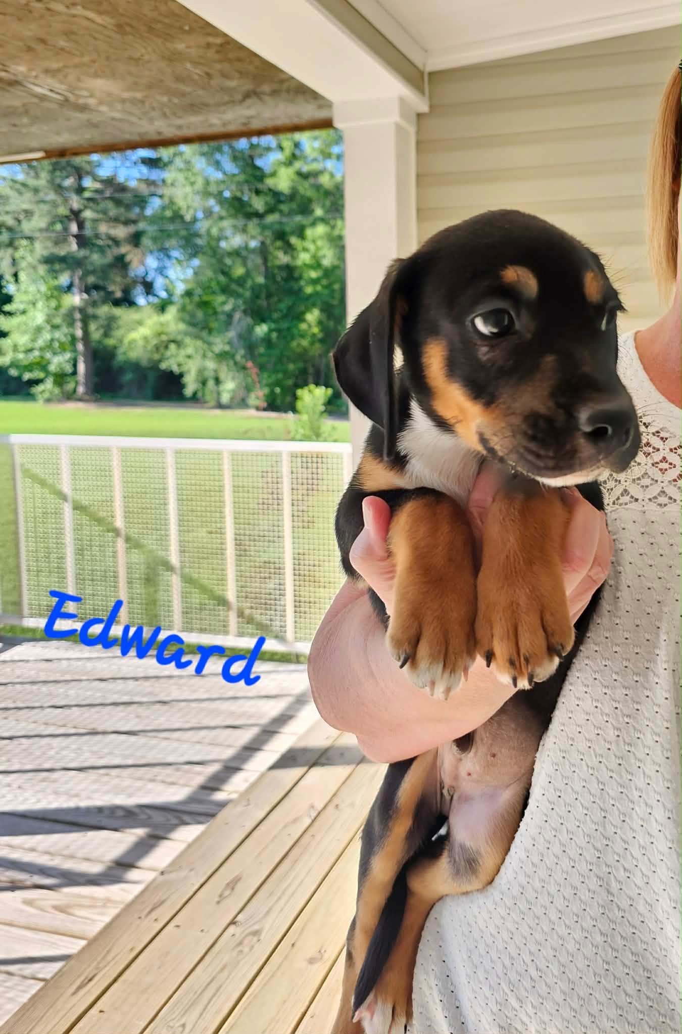 Mae & Edward, a ADOPTABLE mixed breed in Kutztown, PA image 2/6