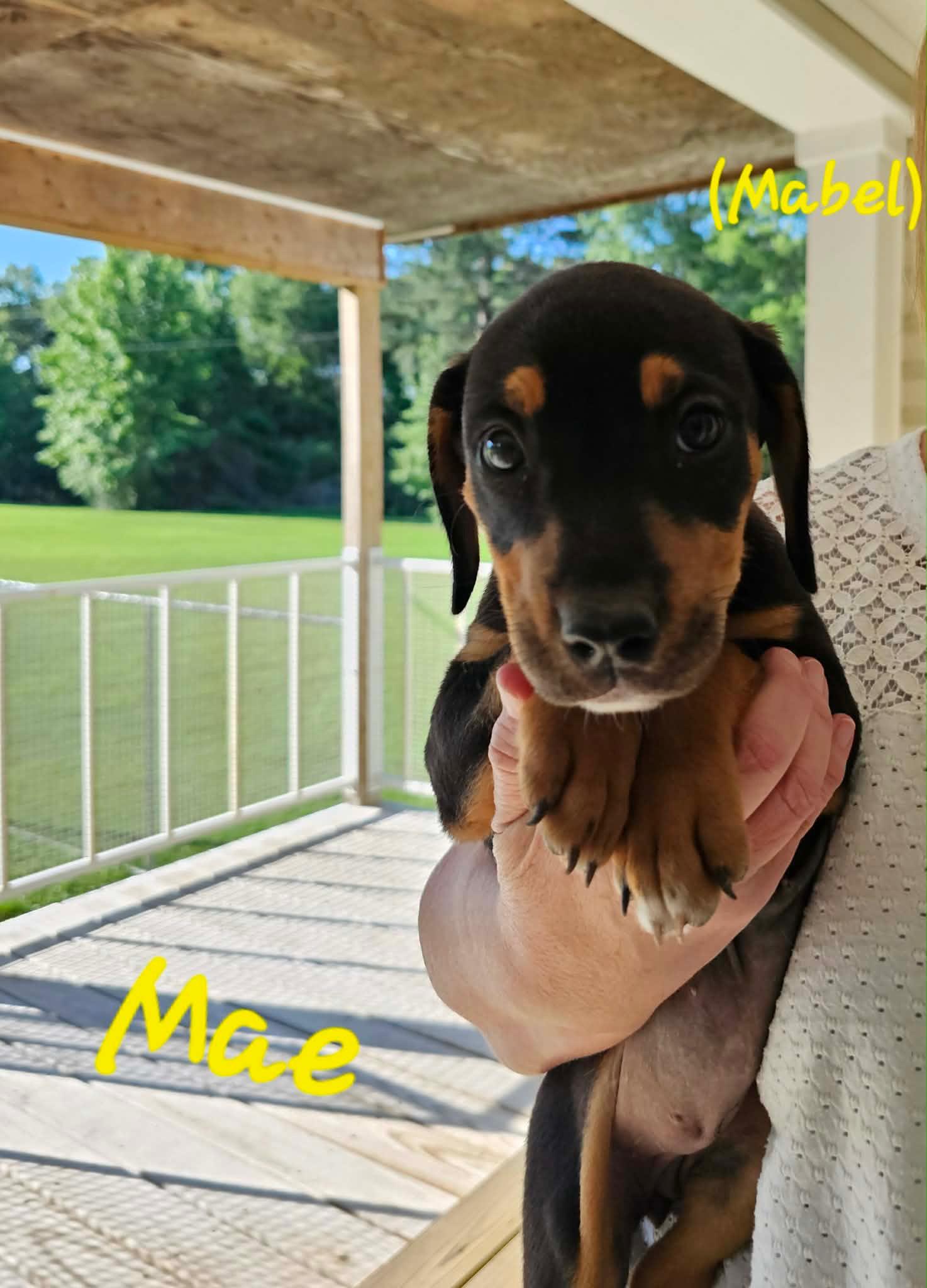 Mae & Edward, a ADOPTABLE mixed breed in Kutztown, PA image 3/6