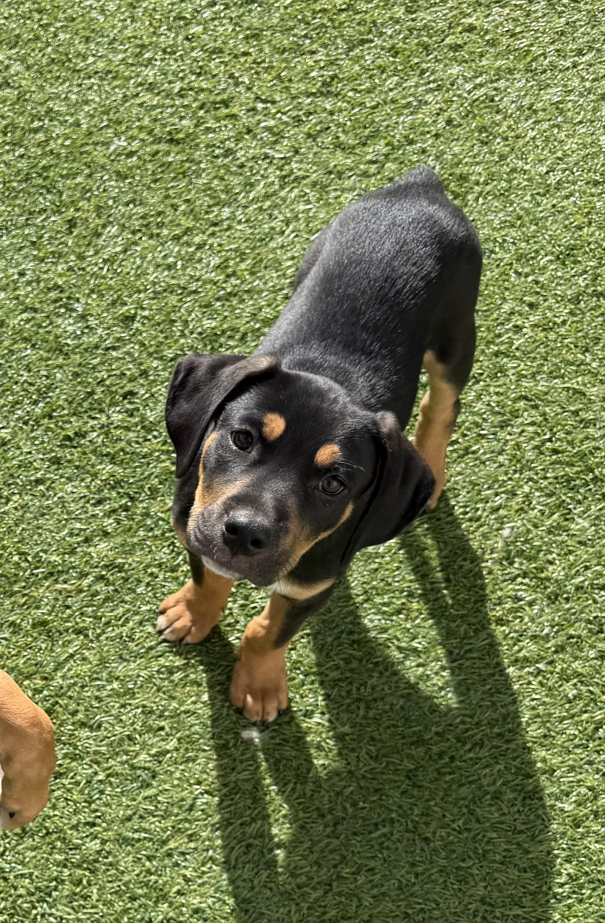 Mae & Edward, a ADOPTABLE mixed breed in Kutztown, PA image 5/6