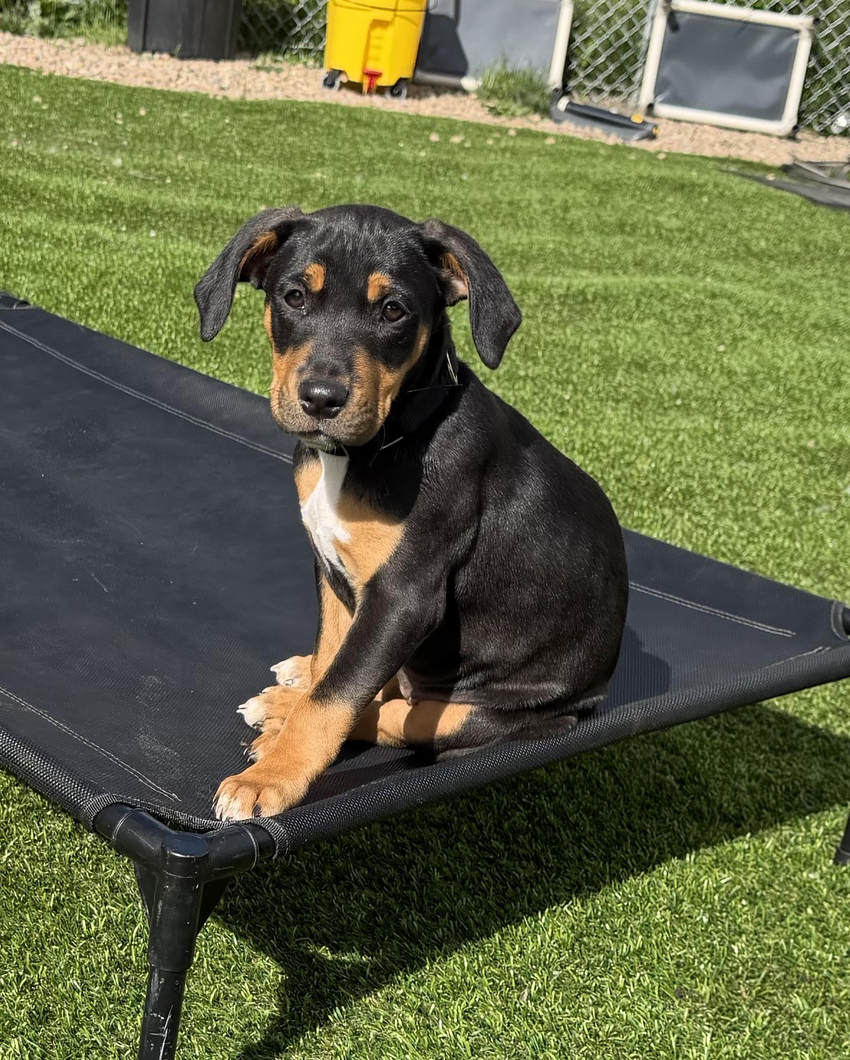 Mae & Edward, a ADOPTABLE mixed breed in Kutztown, PA image 6/6