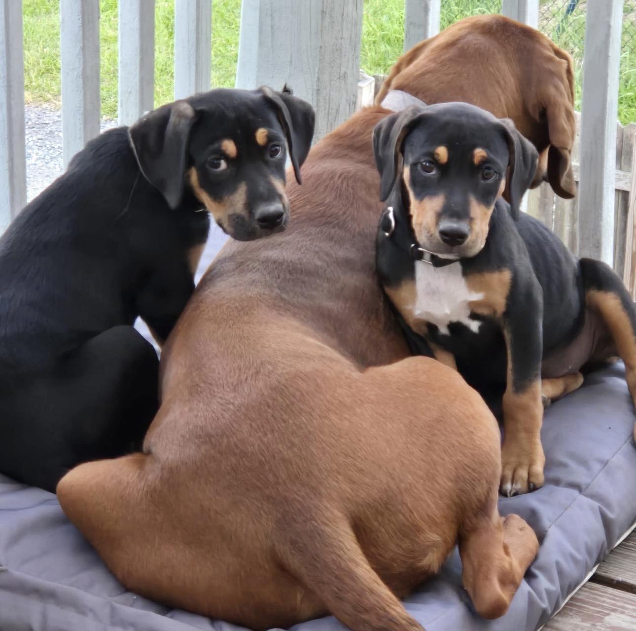 Mae & Edward, ADOPTABLE, Puppy Female Hound & Labrador Retriever.