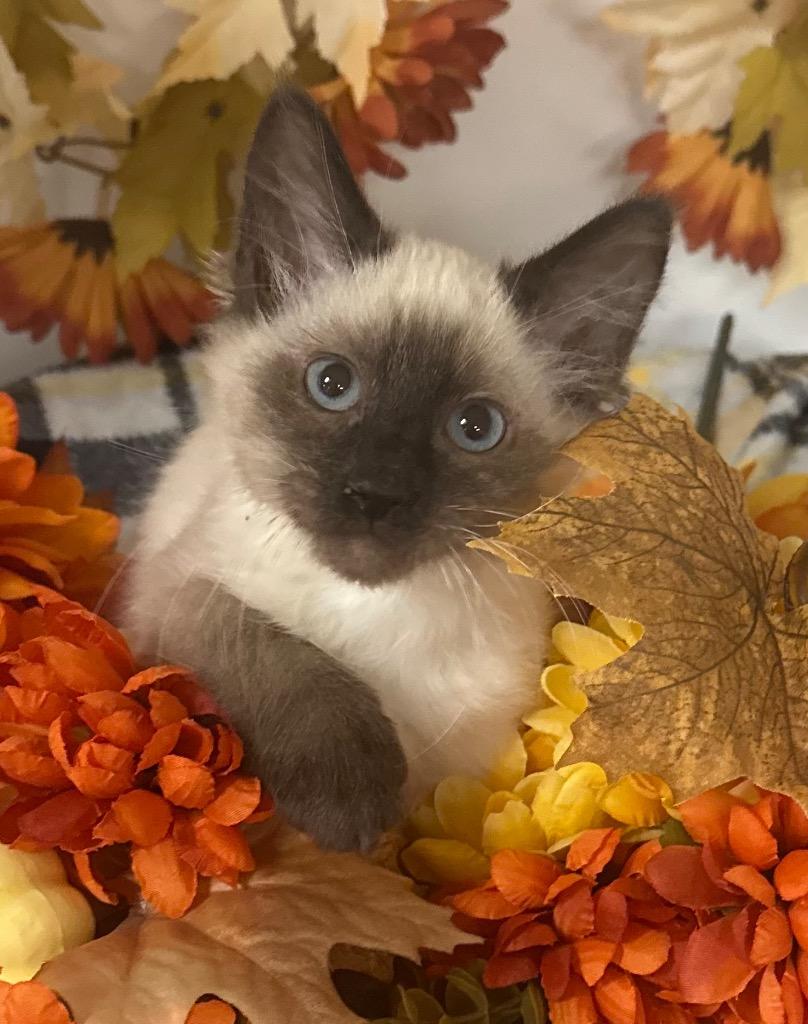 Enlarge 8/1/25 - Lisa, a Adopted mixed breed in Stillwater, OK image 1/1