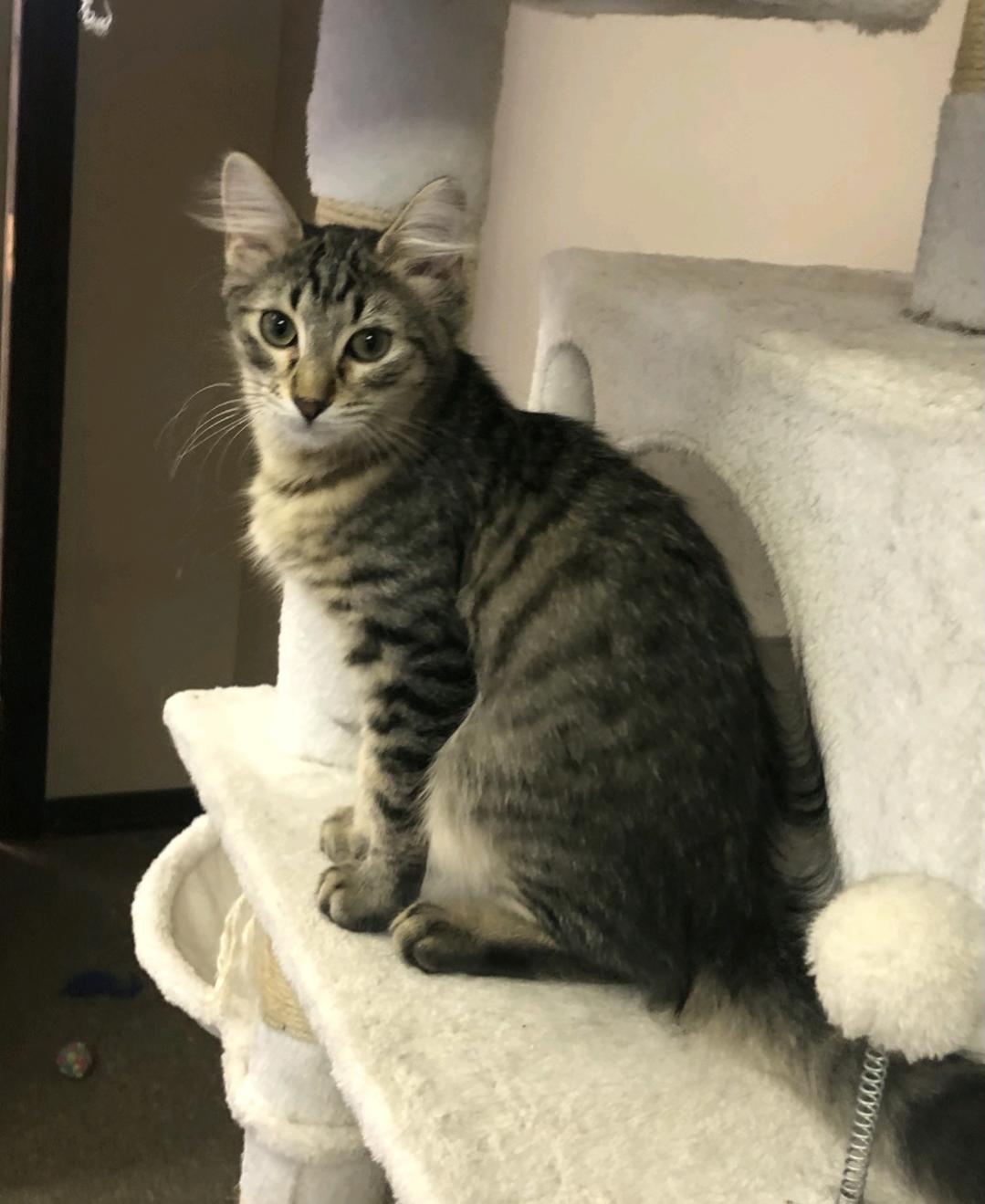 Bosley, Adopted, Kitten Male Domestic Medium Hair & Tabby.