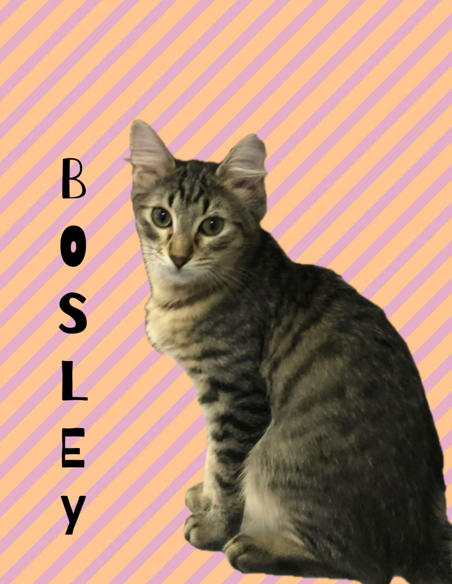 Enlarge Bosley, a Adopted mixed breed in Pensacola, FL image 2/3