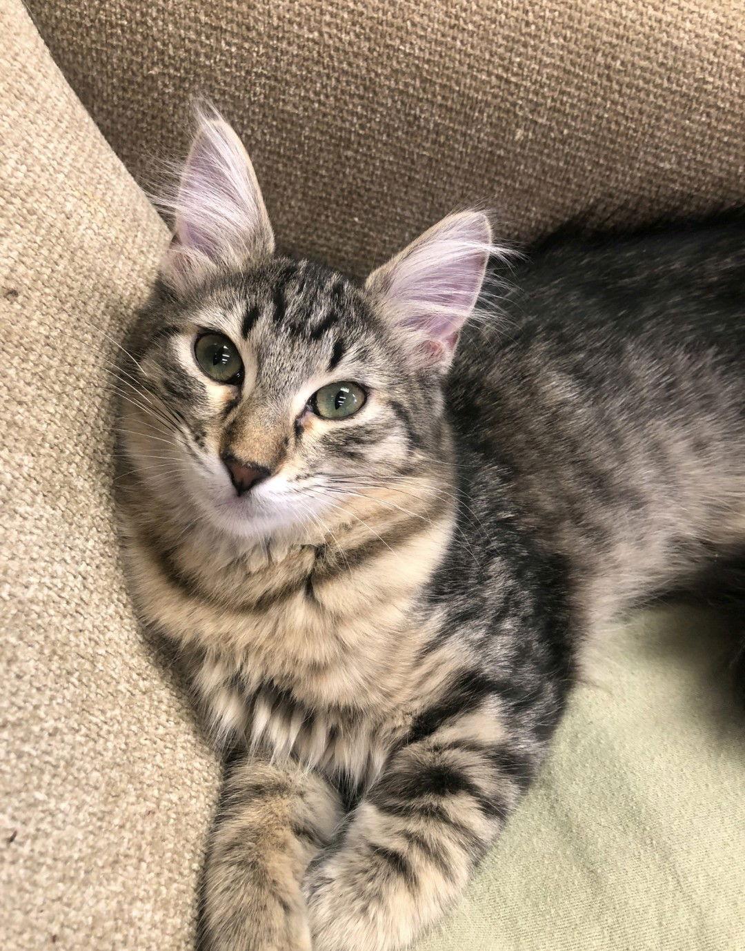 Enlarge Bosley, a Adopted mixed breed in Pensacola, FL image 3/3