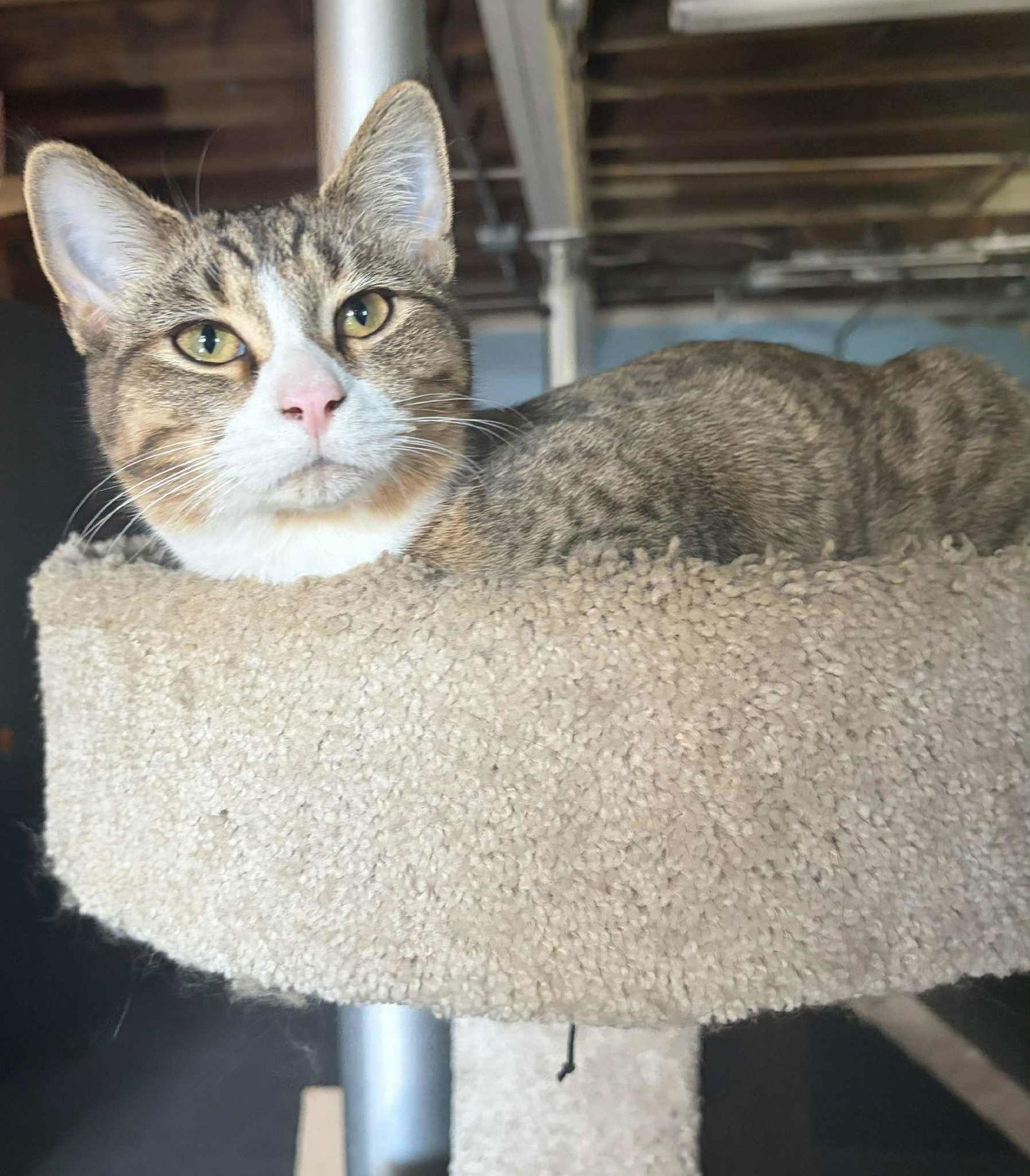 Cornbread, Adoptable, Kitten Female Domestic Short Hair.