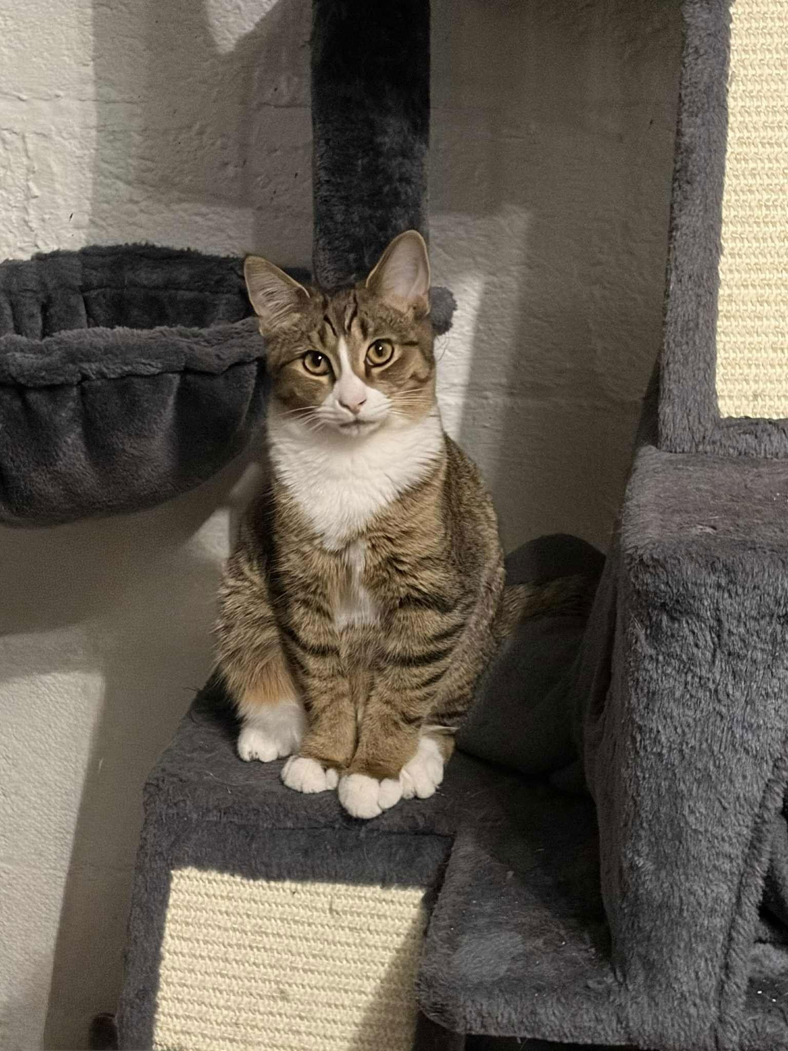 Enlarge Cornbread, a Adoptable Domestic Short Hair in hinckley, IL image 2/3