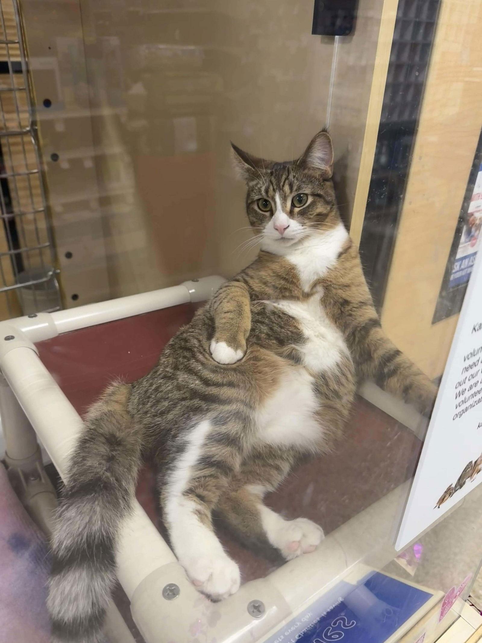 Enlarge Cornbread, a Adoptable Domestic Short Hair in hinckley, IL image 3/3