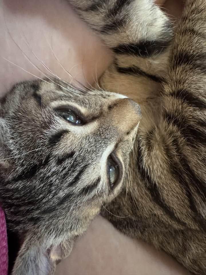 Jack, an adopted Domestic Short Hair in Sterling Heights, MI image 2/2