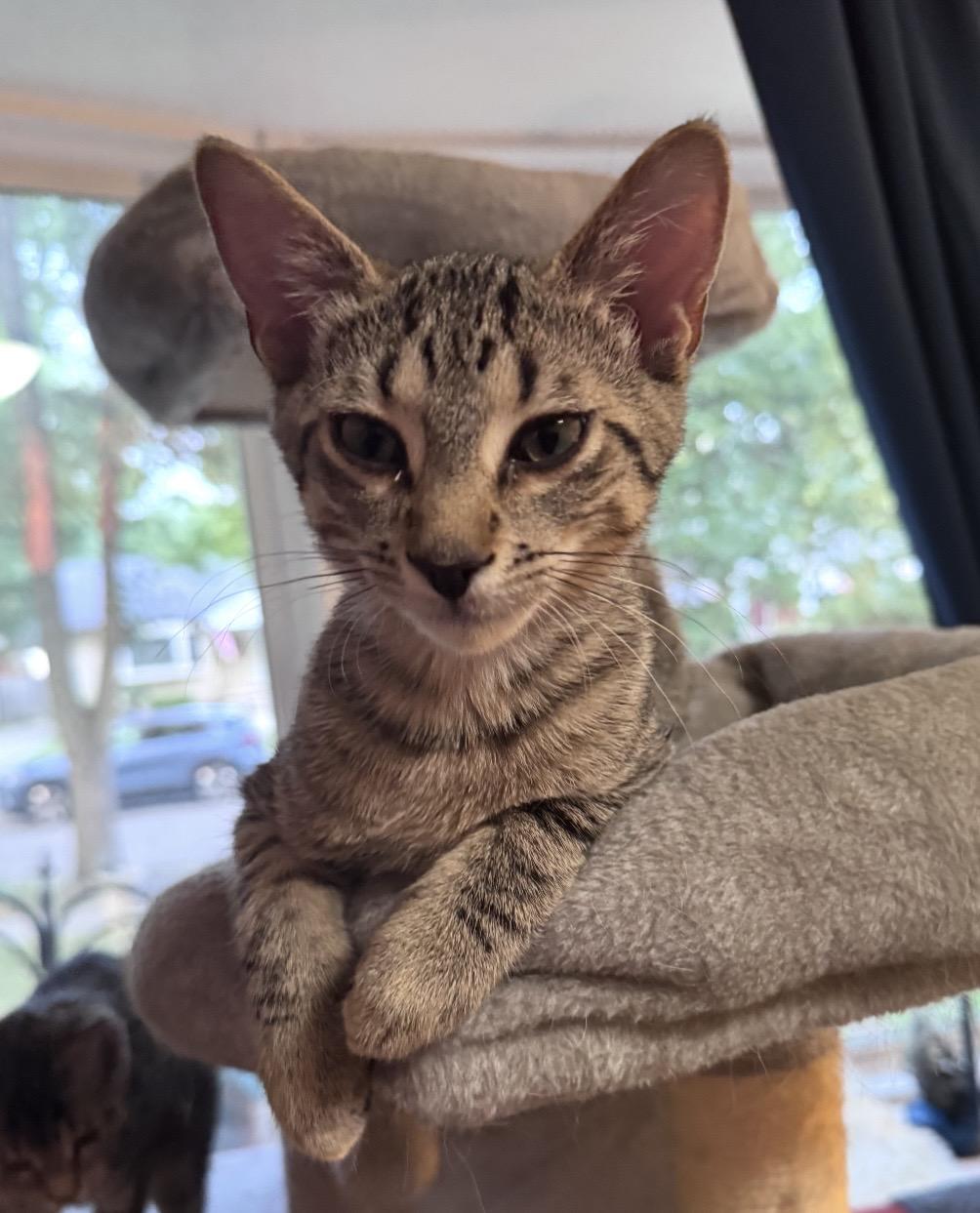 Jack, adopted, Kitten Male Domestic Short Hair.
