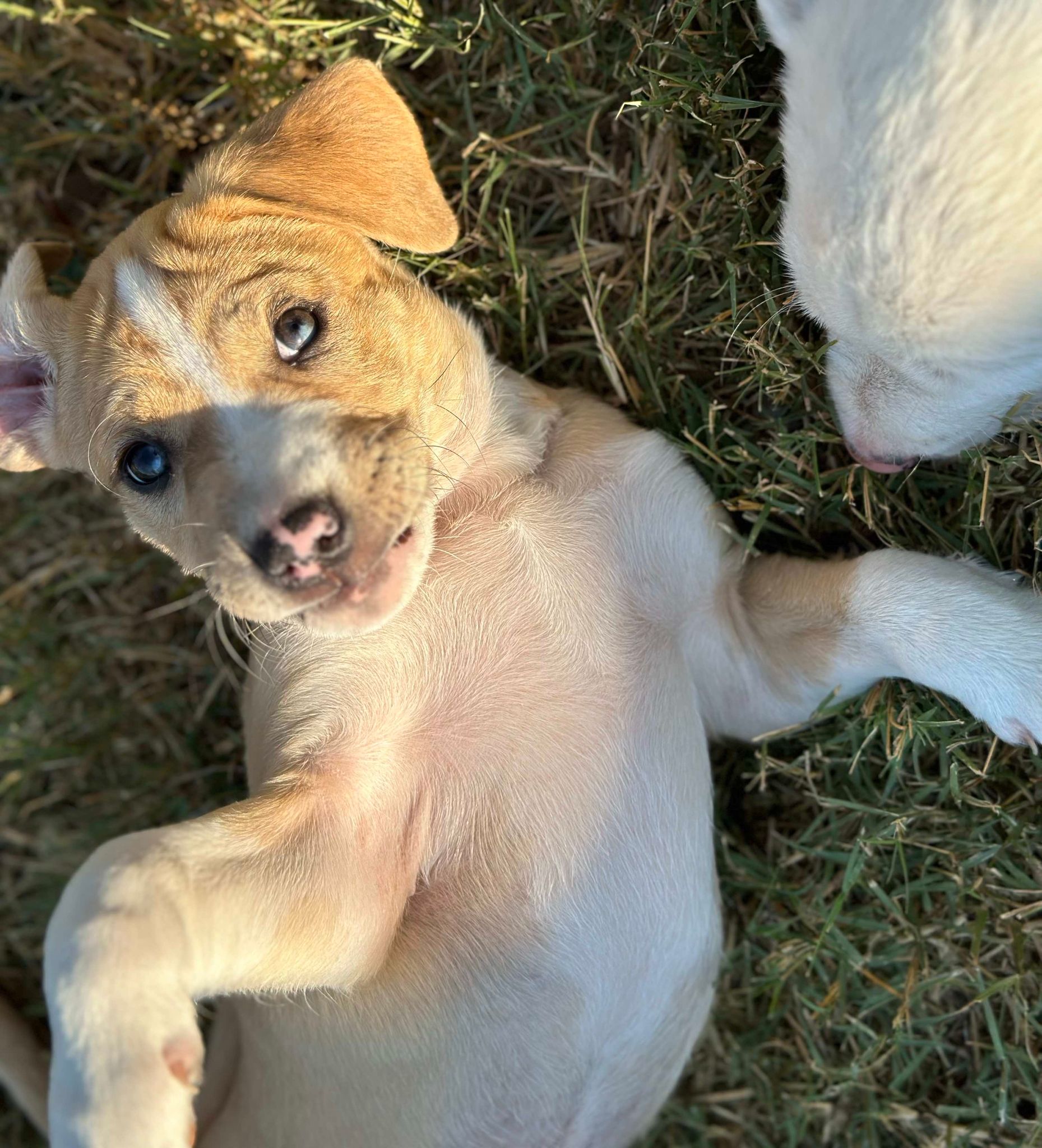 Dog for adoption Lincoln Hamilton, an Australian Shepherd & Parson