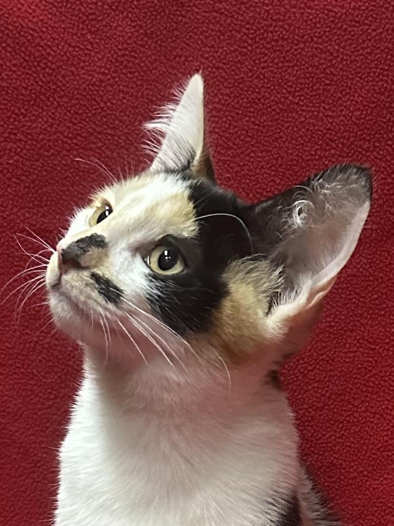 Elaine, Adoptable, Kitten Female Calico.