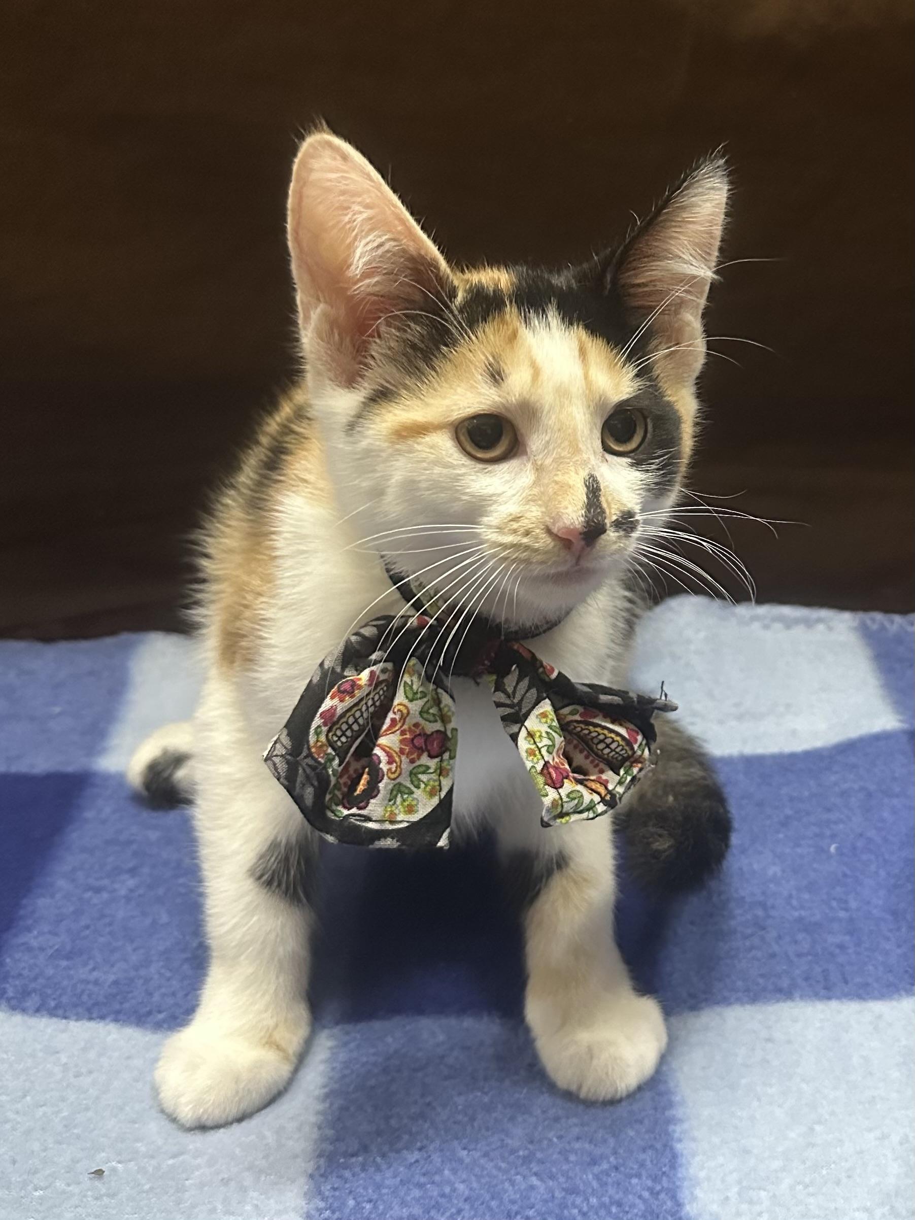 Elaine, a Adoptable Calico in Riverside, CA image 3/6