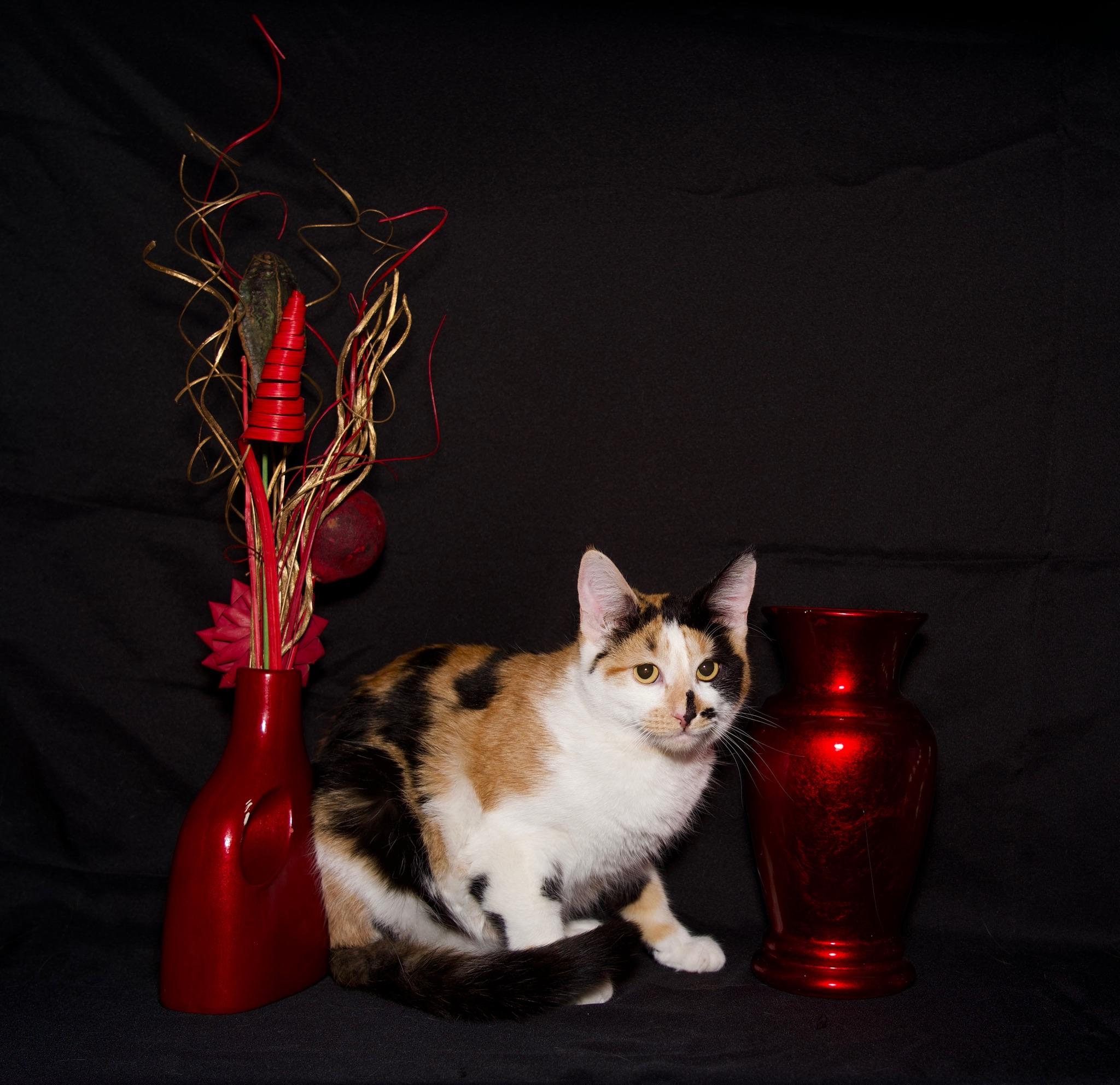 Enlarge Elaine, a Adoptable Calico in Riverside, CA image 1/6