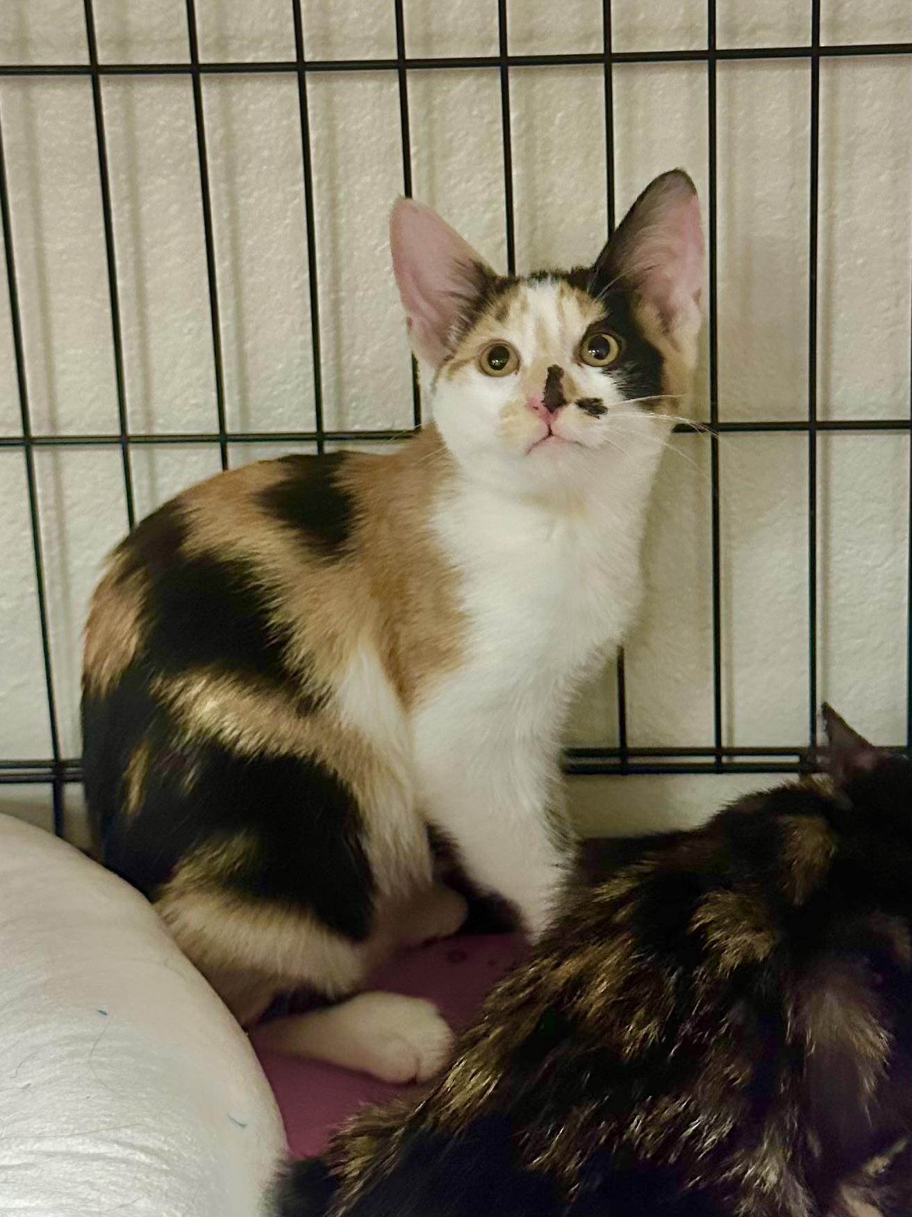 Elaine, a Adoptable Calico in Riverside, CA image 4/6