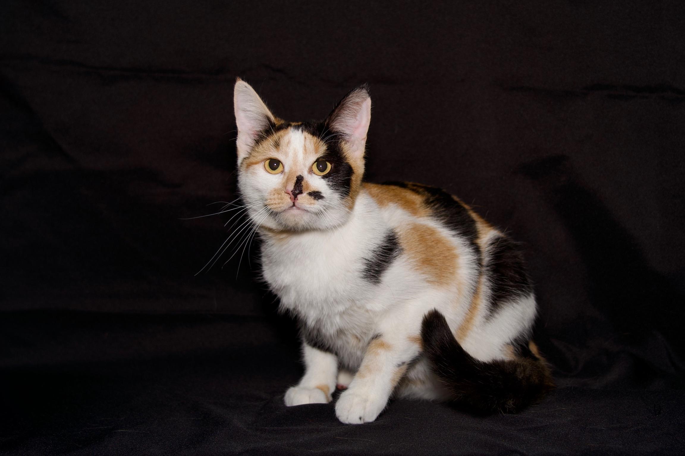 Enlarge Elaine, a Adoptable Calico in Riverside, CA image 6/6