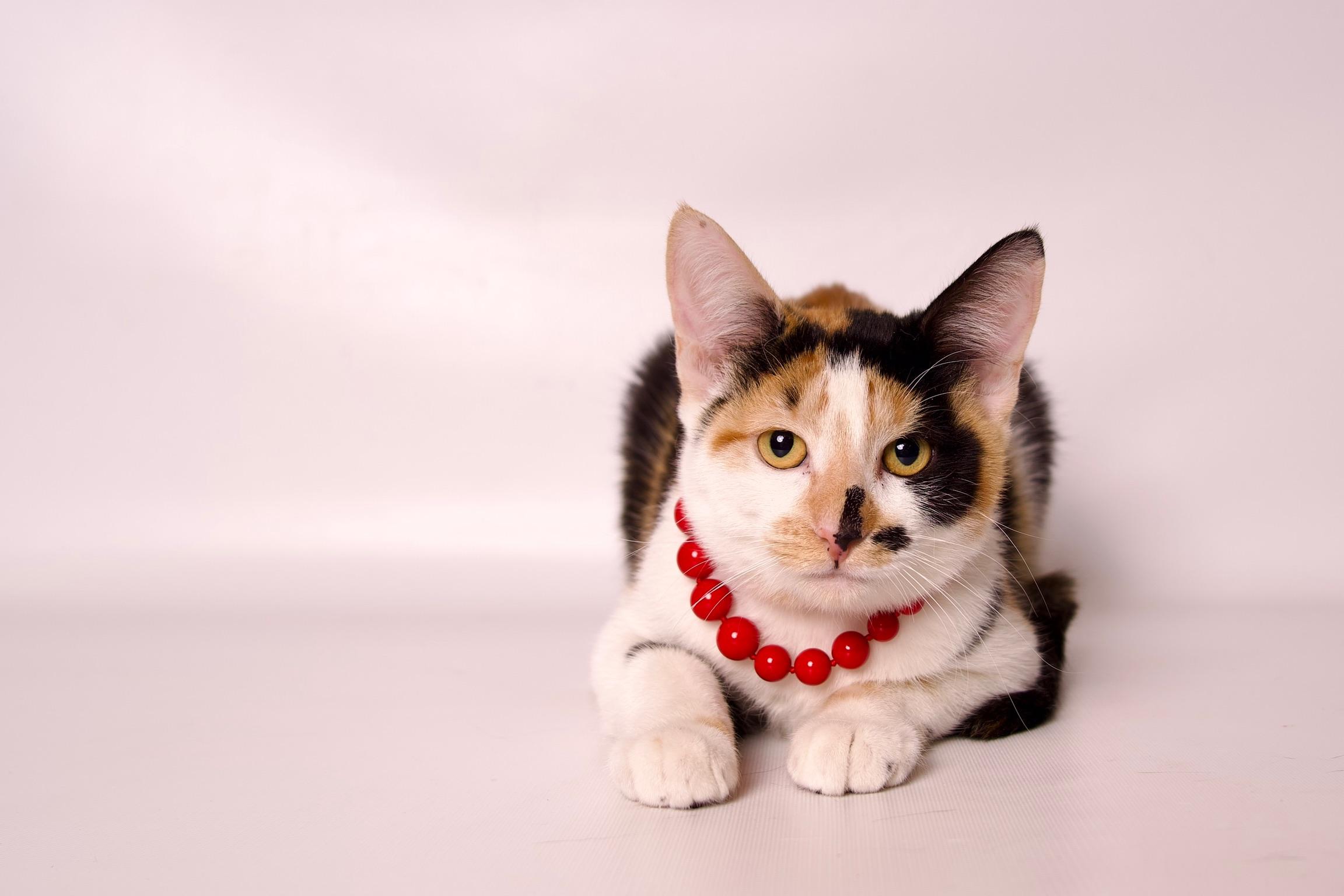 Enlarge Elaine, a Adoptable Calico in Riverside, CA image 2/5
