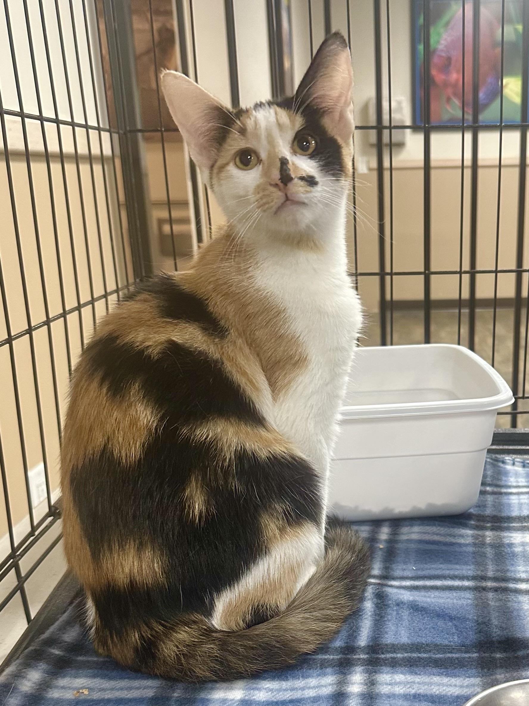 Elaine, Adoptable, Kitten Female Calico.
