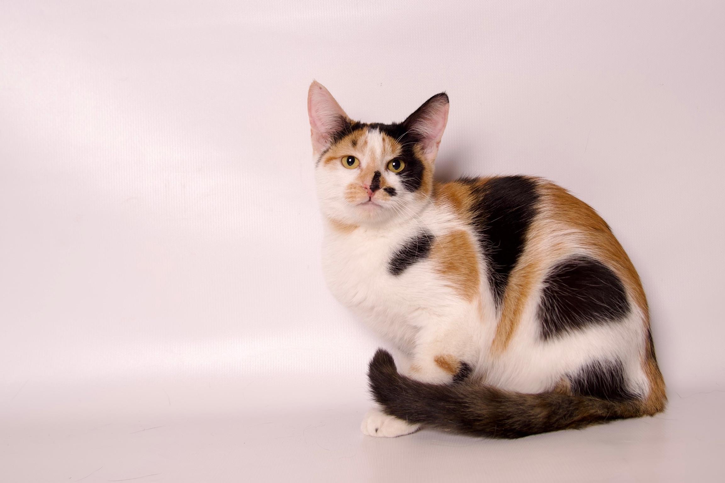 Enlarge Elaine, a Adoptable Calico in Riverside, CA image 3/5