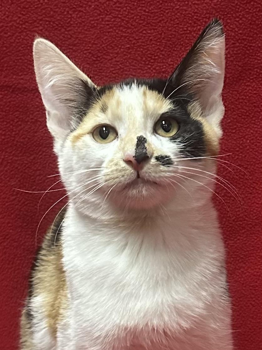 Elaine, a Adoptable Calico in Riverside, CA image 5/6