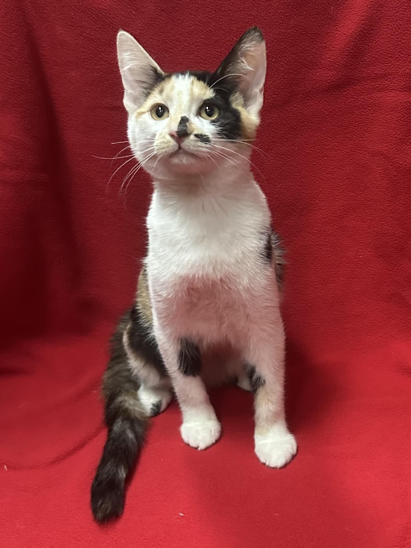 Elaine, a Adoptable Calico in Riverside, CA image 6/6