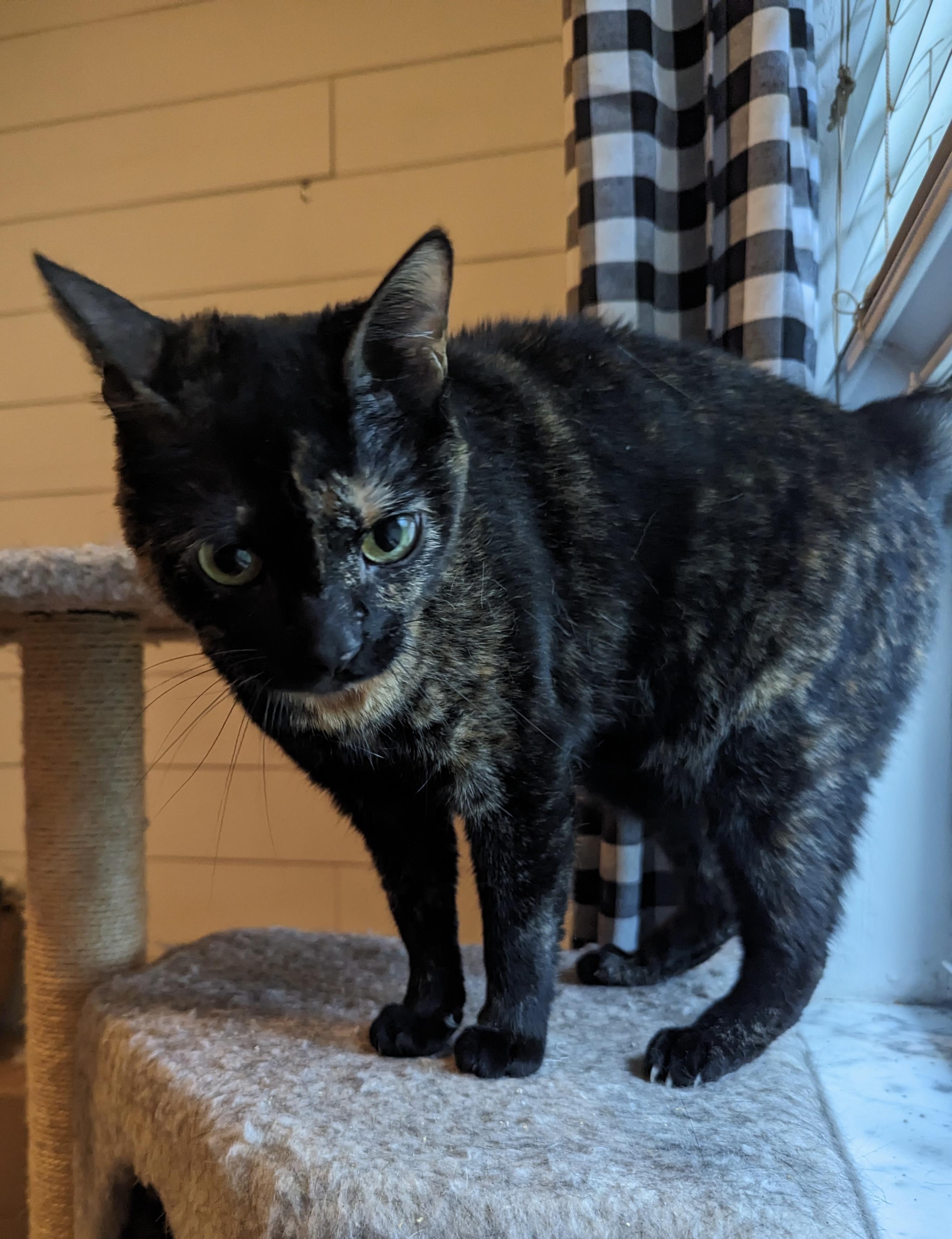 Enlarge Raven, a Adoptable Domestic Short Hair in Tavares, FL image 2/4