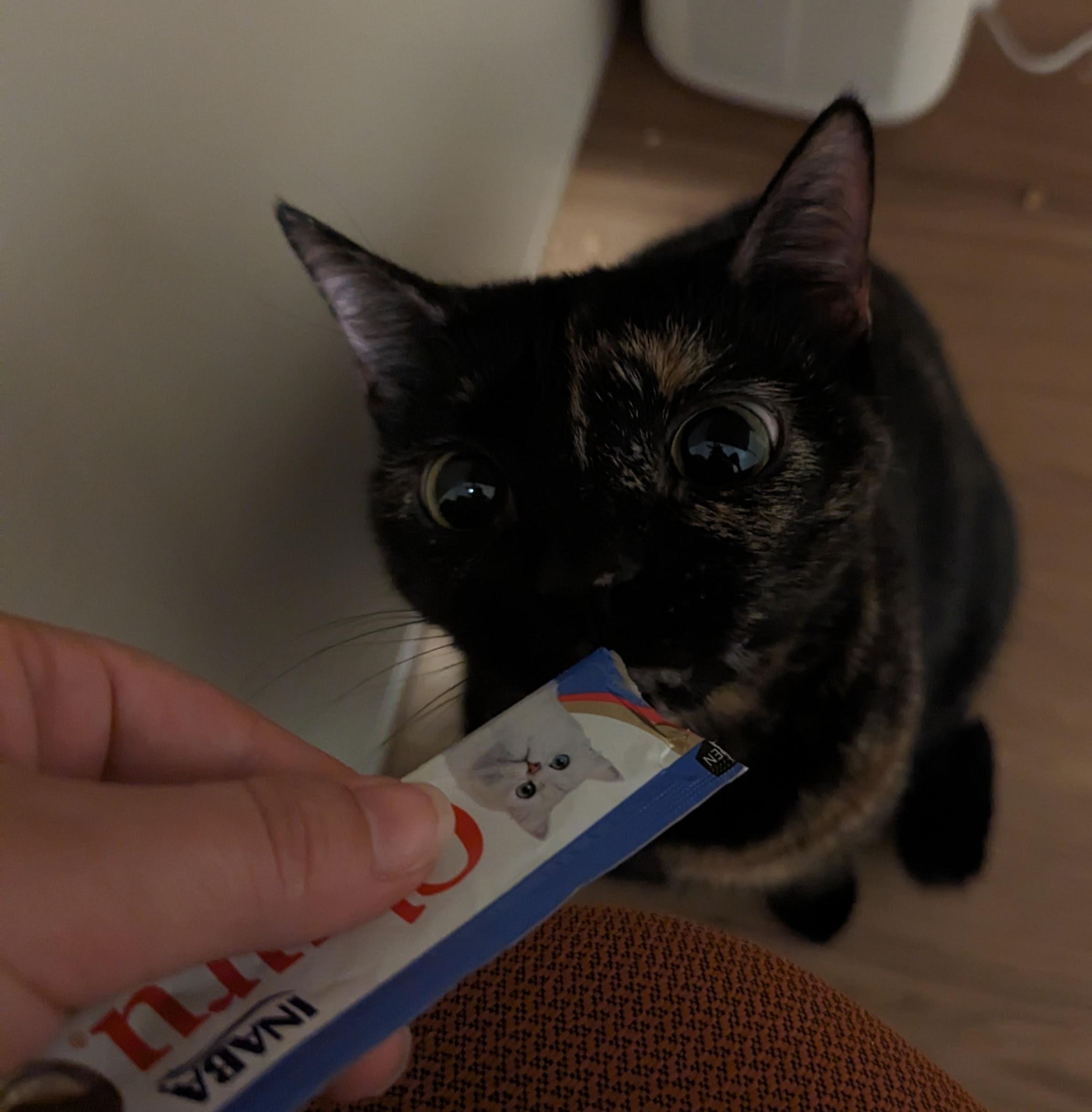 Raven, Adoptable, Adult Female Domestic Short Hair.