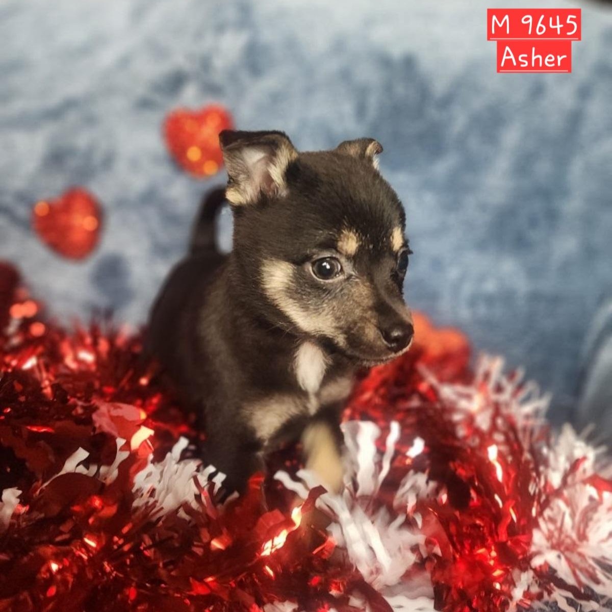 Asher, Adoptable, Puppy Male Pomeranian & Rat Terrier.