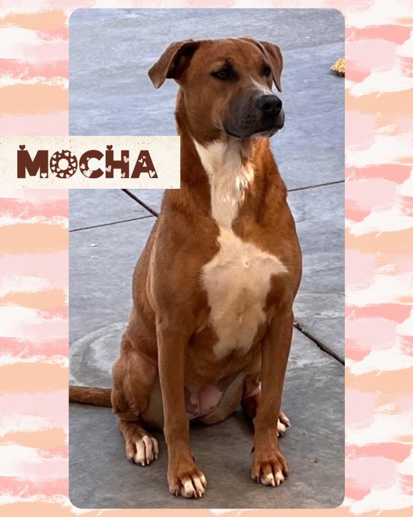 Mocha, a Adoptable Labrador Retriever in Greenwood, MS image 4/4
