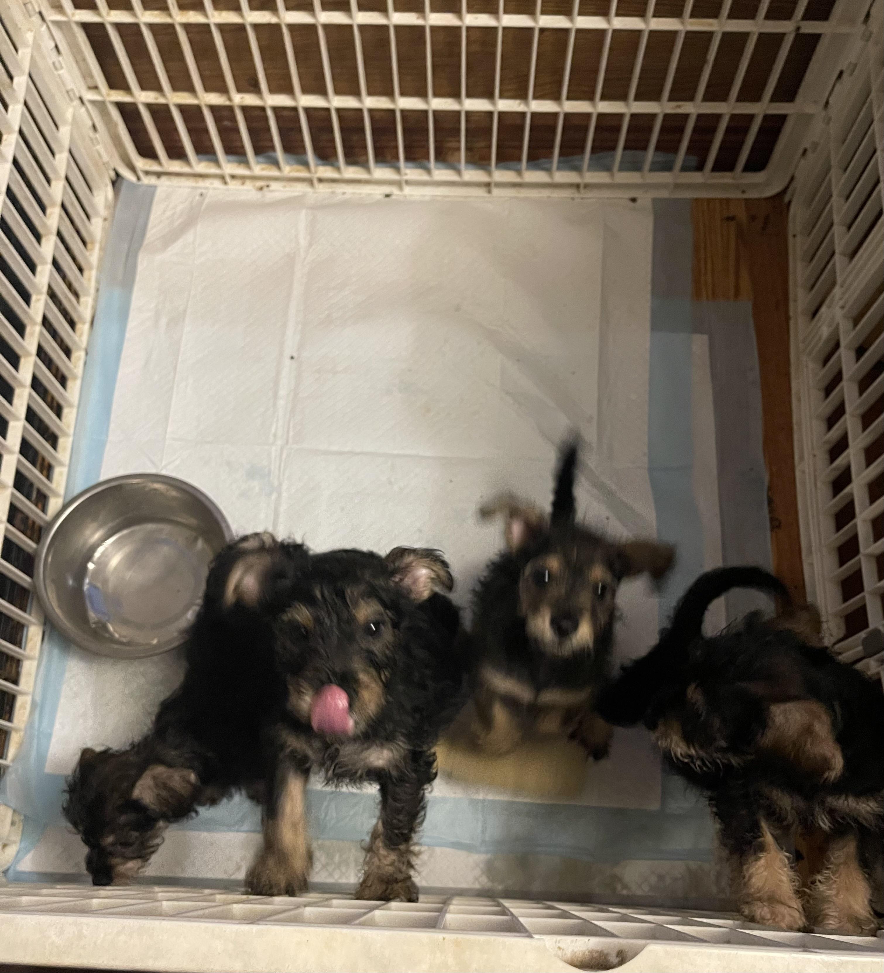 Rex, a Adoptable mixed breed in Gainesville, VA image 5/6