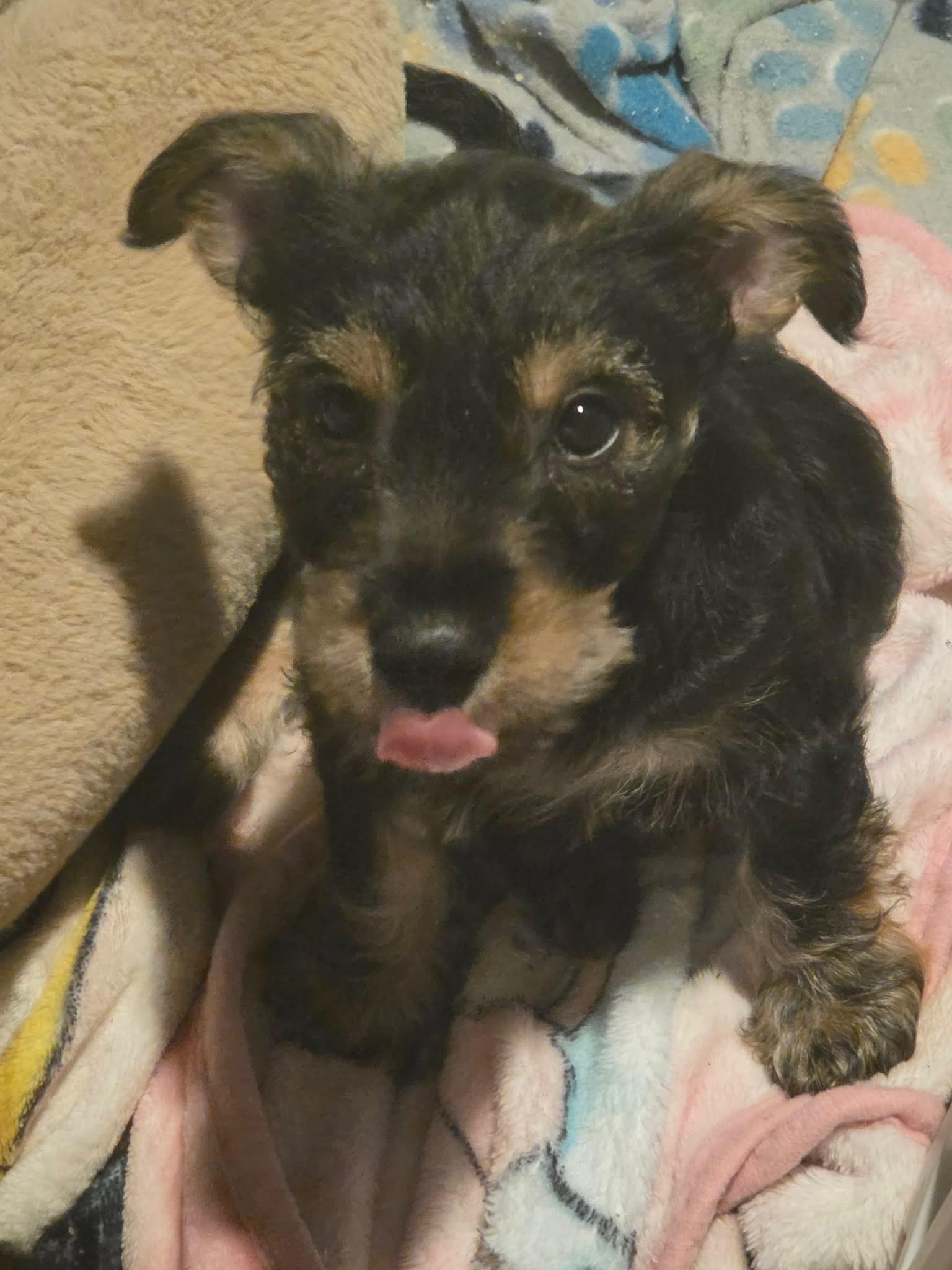 Rex, a Adoptable mixed breed in Gainesville, VA image 3/6