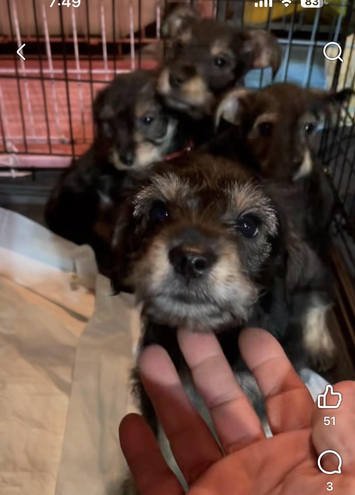 Rex, Adoptable, Puppy Male Miniature Schnauzer & Miniature Pinscher.