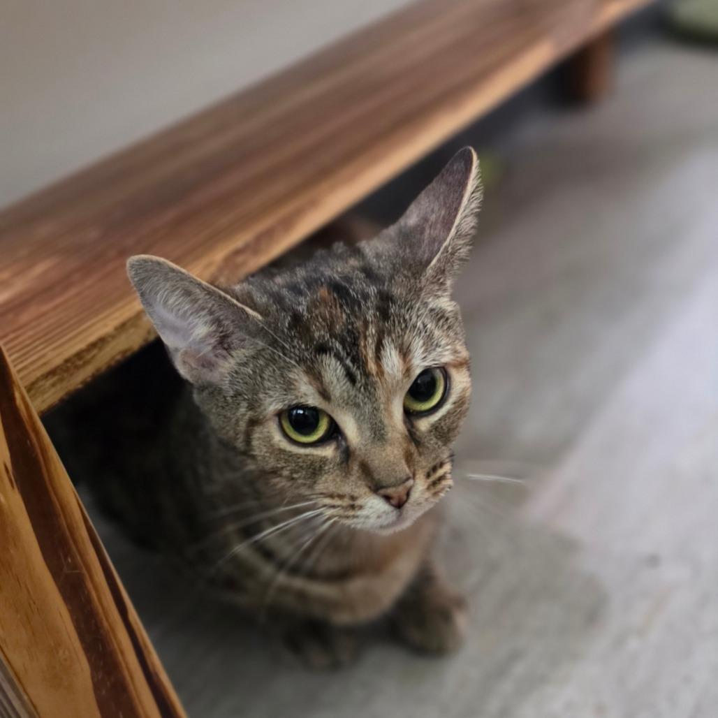 Juliet, Adoptable, Adult Female Domestic Short Hair.