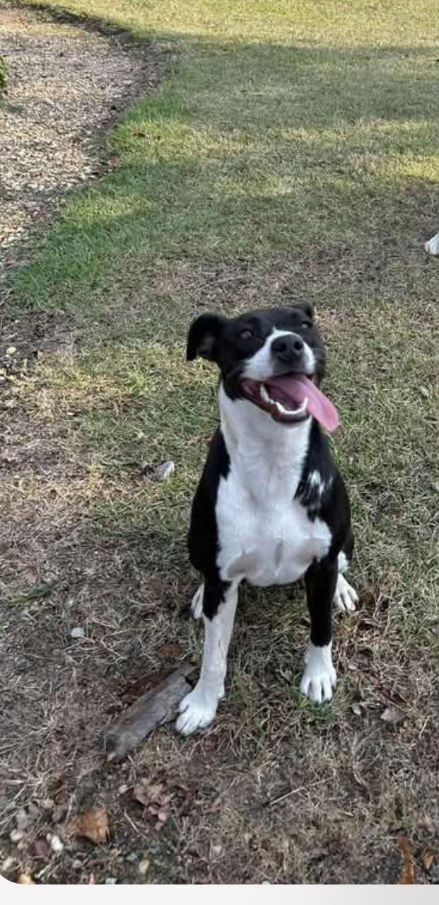 Enlarge Rosie, a Adoptable mixed breed in Ocean View, NJ image 1/6