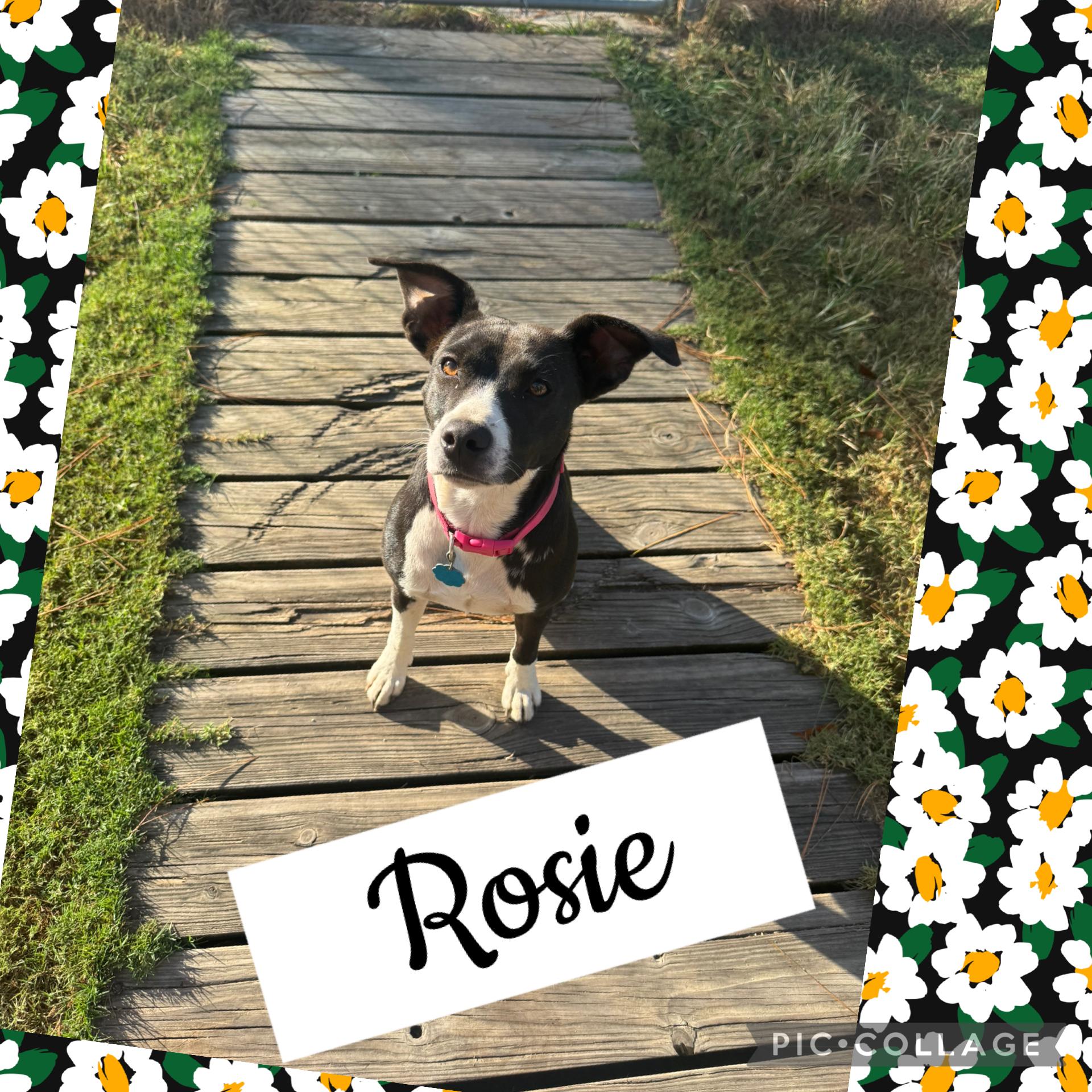 Enlarge Rosie, a Adoptable mixed breed in Ocean View, NJ image 2/6