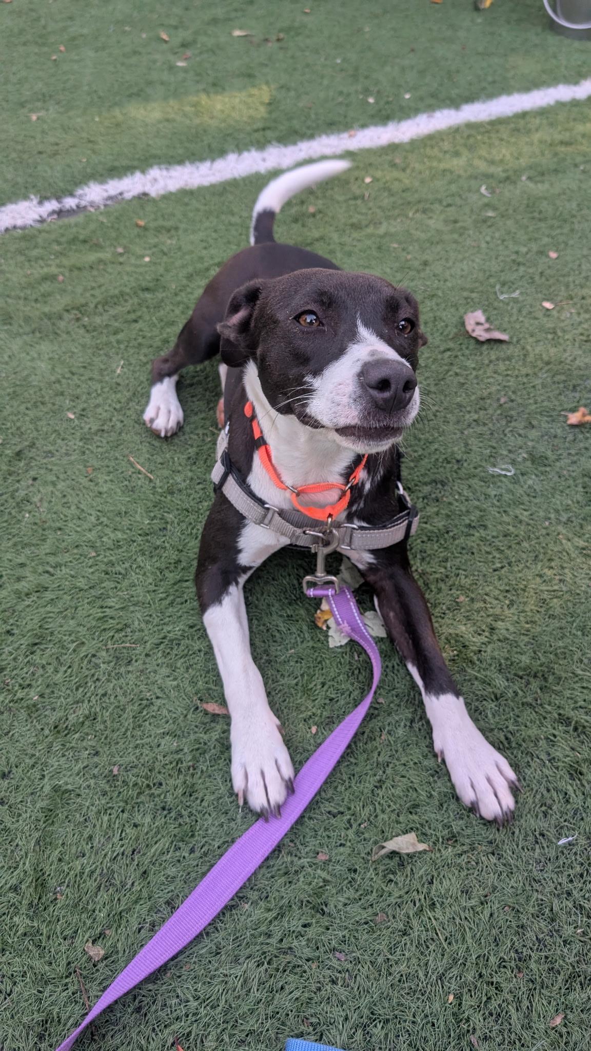 Enlarge Rosie, a Adoptable mixed breed in Ocean View, NJ image 3/6