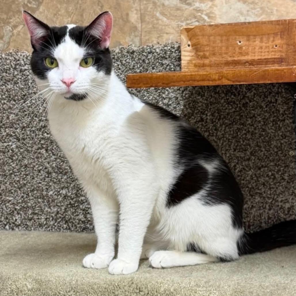 Eldon, Adoptable, Young Male Domestic Short Hair.