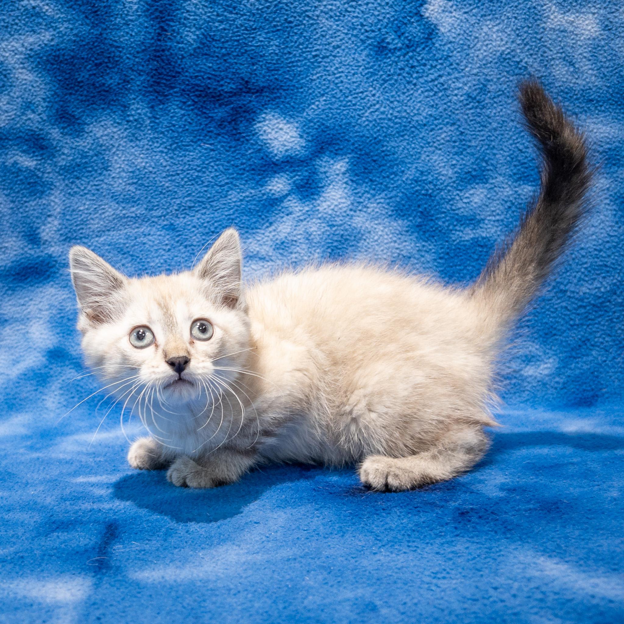 Enlarge Abby, an adopted mixed breed in Overland Park, KS image 2/2
