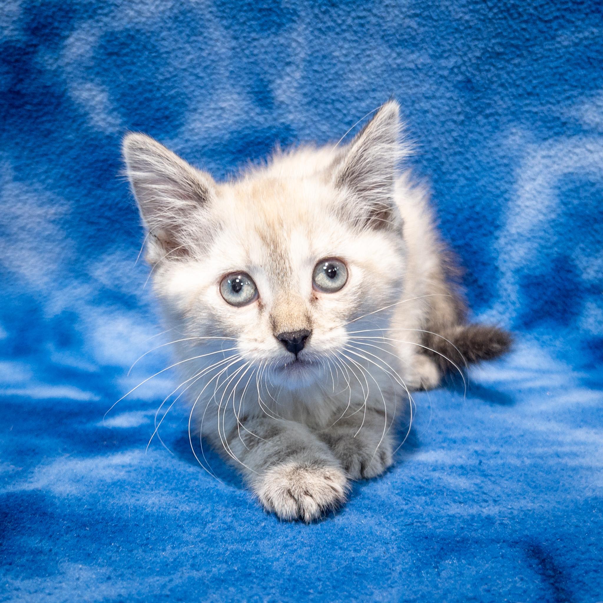 Abby, adopted, Kitten Female Siamese & Domestic Short Hair.