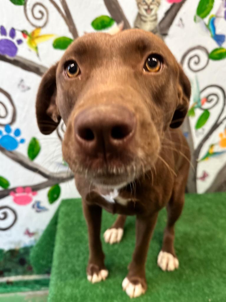 Thumper 25, Adoptable, Young Female Labrador Retriever.