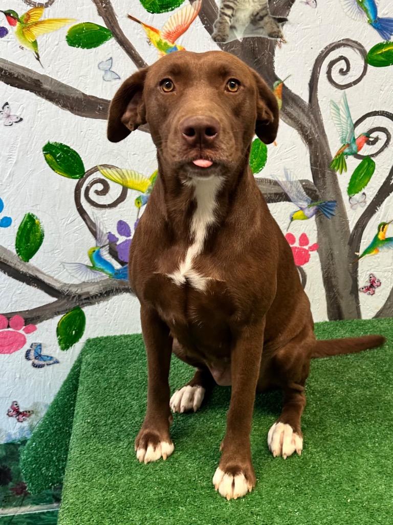 Enlarge Thumper 25, a Adoptable mixed breed in Brookhaven, MS image 3/5