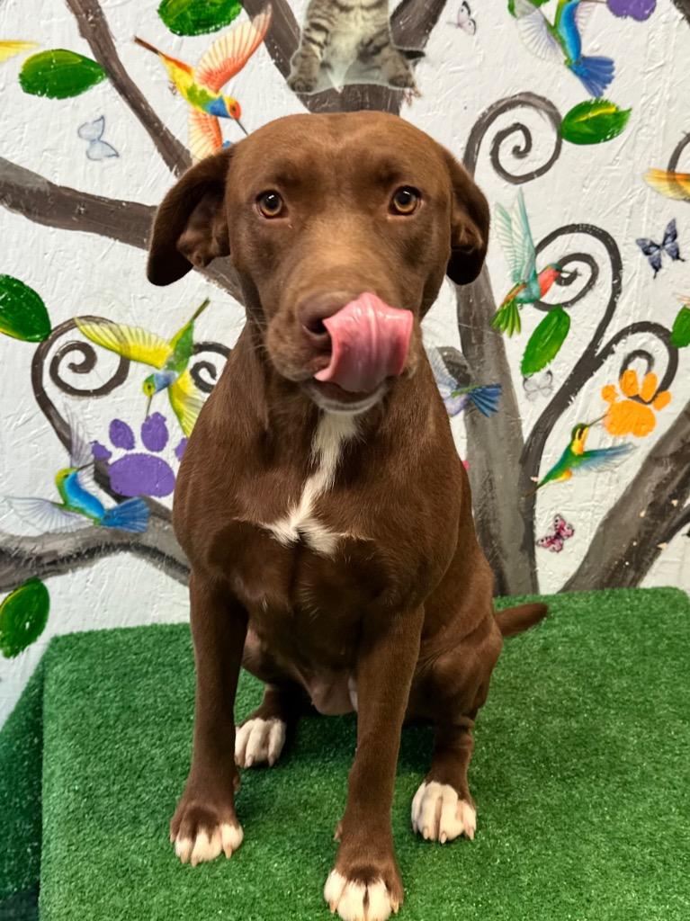 Enlarge Thumper 25, a Adoptable mixed breed in Brookhaven, MS image 4/5